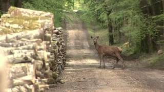 A la chasse au dahut par Quentin LAROCHE et son orchestre