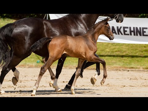 Nr. 11 Hengstfohlen "Tschaikowsky" von Göteborg - Hirtentanz