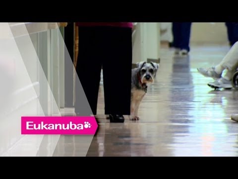 Scamp und sein spezieller sechster Sinn -- Teil 2 | Außergewöhnliche Hunde