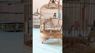 Download lagu Ngetrek Tledekan Gunung [Pet ON] mp3