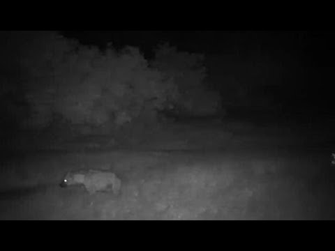 Djuma: Lone Hyena passing by the pan - 18:06 - 05/16/19