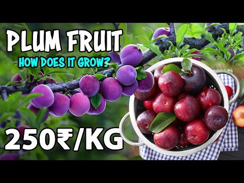 Plum Fruit Farming | How to grow Plum tree from Seed