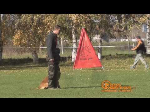 Dogmaster: - SOLO - Locul I - IPO 3 "Cupa Brasov"  DISCIPLINA