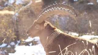 preview picture of video 'Beautiful ibex in the snow near Ayères ,Alps France Nov 2014'