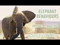 DUSTY ELEPHANTS! ELEPHANT BEHAVIOURS - EPISODE 4 - DUSTING