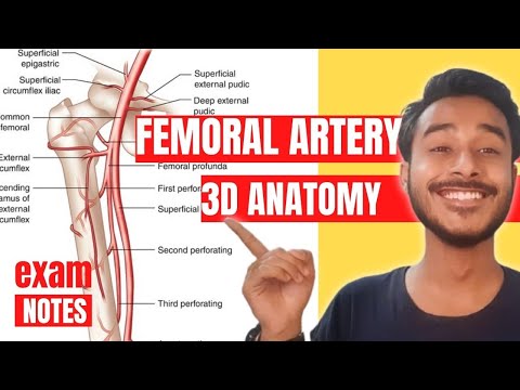 Femoral Artery Anatomy 3D | branch of femoral artery anatomy | femoral artery course anatomy