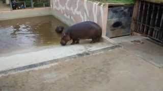 preview picture of video 'Hipopótamo. Zoológico de Jerez de la Frontera.'