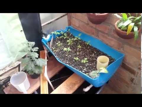 Acuaponía GREEN FISH