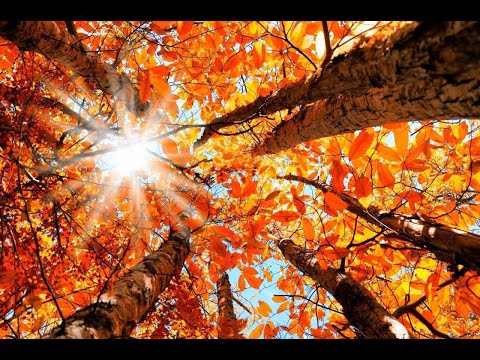 Quello che finora ho capito sulla gioia di vivere - Vito Mancuso