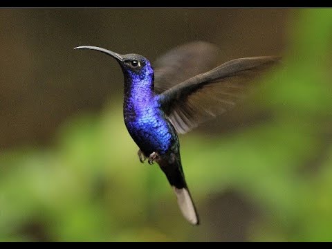 The Agressive Violet Sabrewing in the Wild - Costa Rica