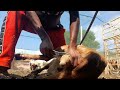 Indigenous Goat Ram Castration Goatsmeat Goatfarming Goat