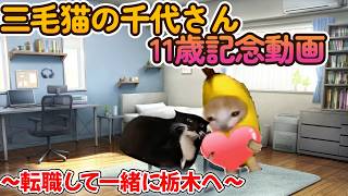 【猫ミーム】三毛猫11歳記念動画　転職して一緒に栃木へ移住。一緒ならきっと大丈夫　#猫ミーム　#栃木県