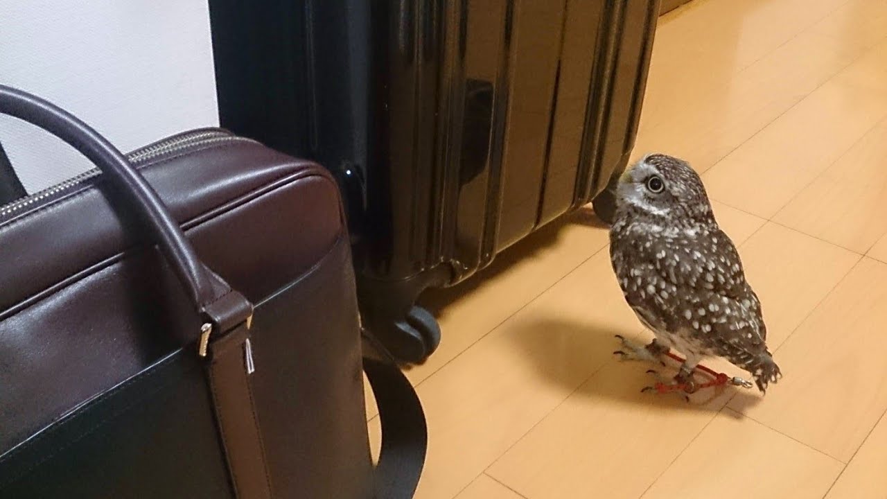 襲いかかるフクロウ