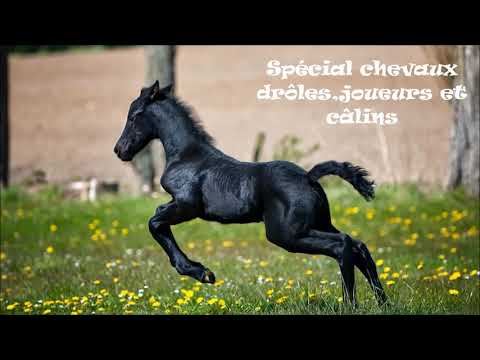 Spécial chevaux drôles,joueurs et danseurs.