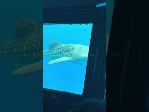 Sensational Whale Shark visitor