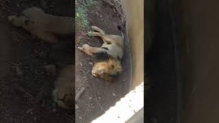 Don’t wake a sleeping lion 💤 #nature #sleep #africanlion