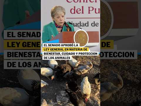 El Senado aprobó la Ley General en Materia de Bienestar, cuidado y PROTECCIÓN de los ANIMALES