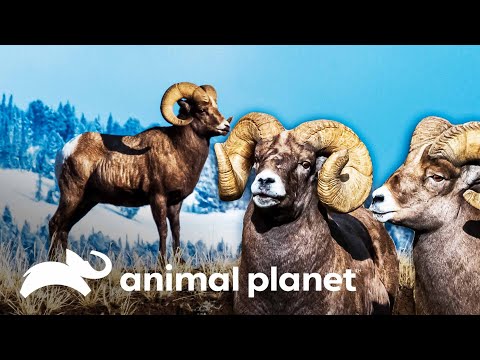 , title : 'Época de apareamiento de carneros | La vida en Yellowstone | Animal Planet'
