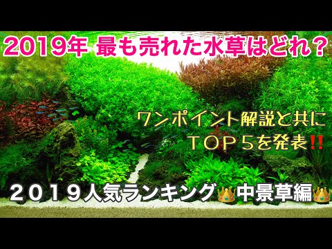 池の水草ベスト５！  庭園
