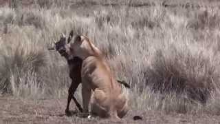 preview picture of video 'Lion kill Masai Mara by Jools Lloyd'