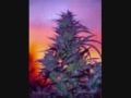 EEK A MOUSE GANJA SMUGGLING 