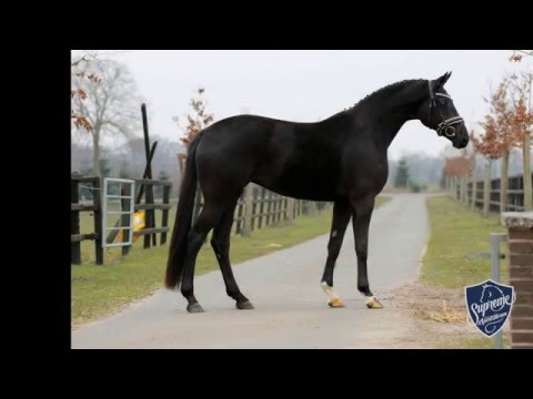 2013 Mare by Destano x Don Frederico