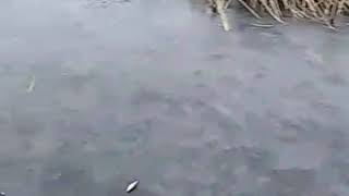 Ловля щуки в кургане хорошие места