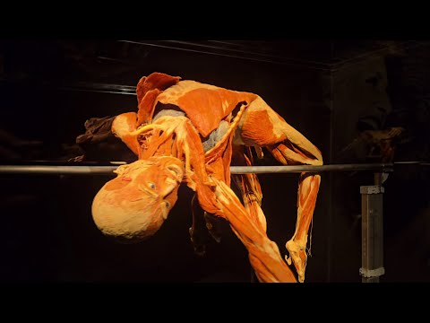 Body Worlds: Fascinující pohled pod kůži lidského těla