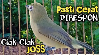 Download lagu Ciak Ciak Joss Kecial Kuning Ampuh Pancing Jos Masteran Bikin Gacor mp3 Download lagu Ciak Ciak Joss Kecial Kuning Ampuh Pancing Jos Masteran Bikin Gacor mp3