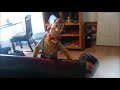Woody HATES Kermit