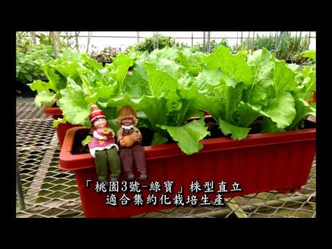綠寶石蘿蔓種植