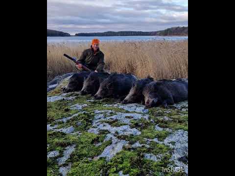 Drevjakt i Sörmland.  5 vildsvin på första passet!