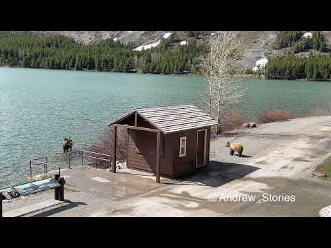 Glacier National Park: Grizzly vs  Moose
