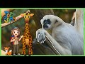 Kids Learn About Zookeepers and Taking Care of Animals | Job Jams | Tigers, Monkeys, Bunnies