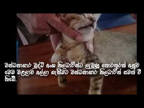 Prison Intelligence officers capture a cat with heroin