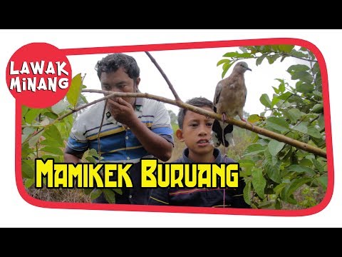 mamikek-buruang-garundang-57