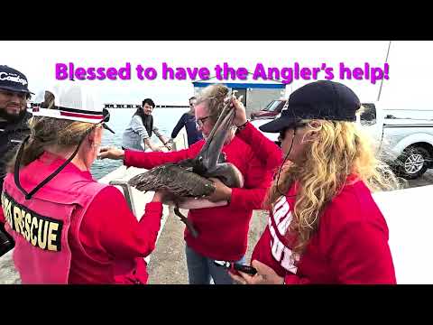 SKYWAY TEAM BIRD RESCUE - Rescuing a pelican hooked on angler's line