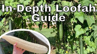 How to Grow Loofah Gourds In-Depth Guide | How to Grow Loofahs Part 3