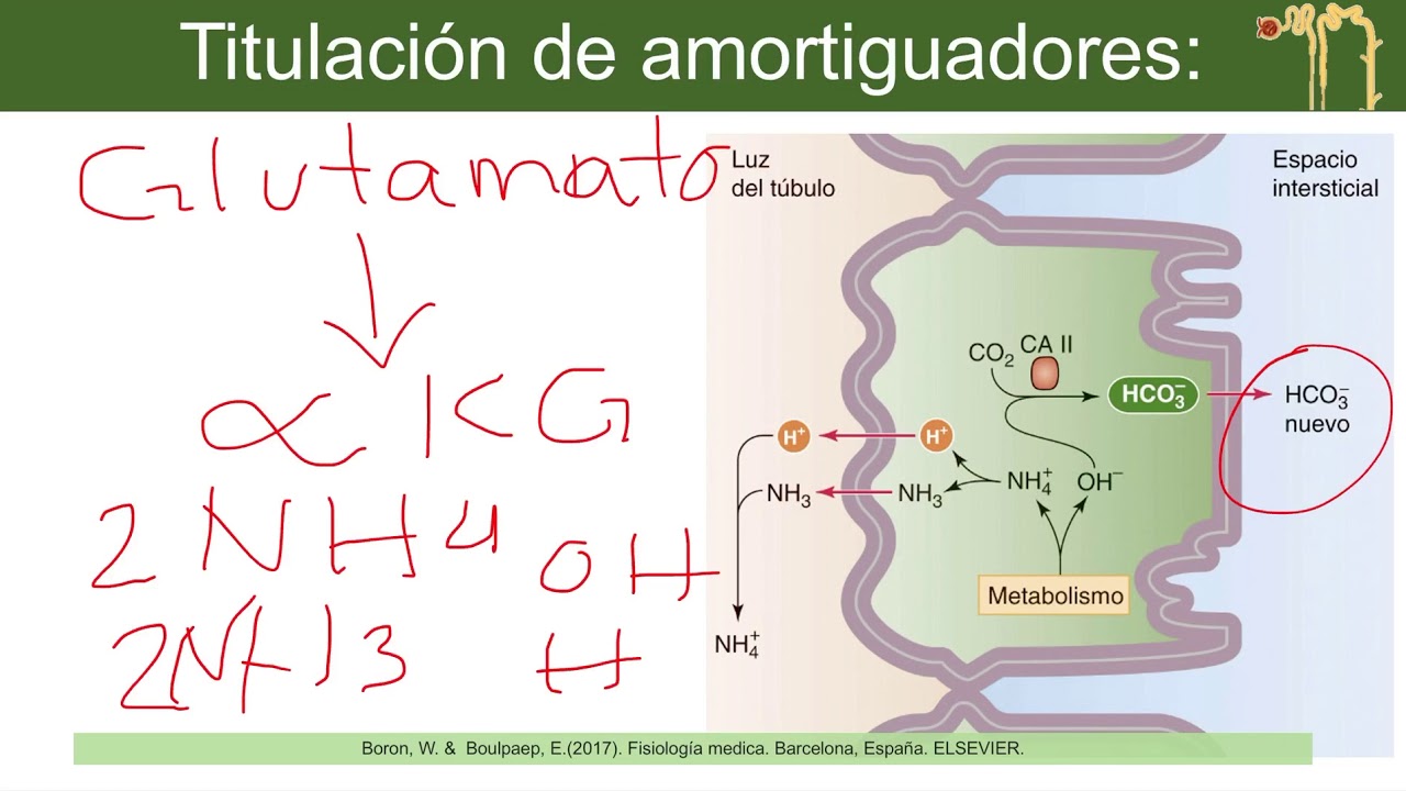 Fisiología renal 4: Regulación ácido-base renal