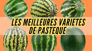 les meilleures Variétés de Pastèque