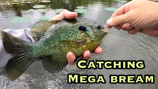 Catching BIG Bream