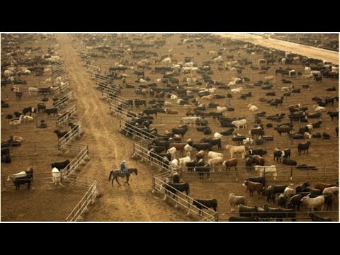 How Are 30,1 Million Beef Cattle In America Raised   American Cattle Farm