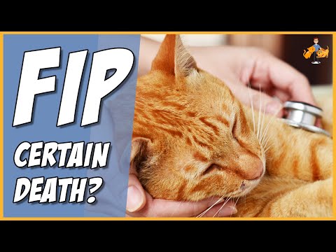 FIP in Cats: The Complete Guide (and new treatment option)