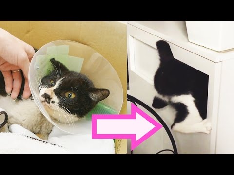 Meet Poki, the World's Most Annoying Cat