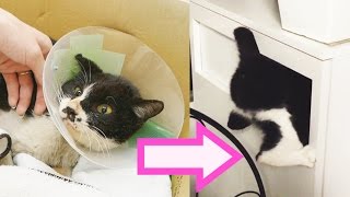 Rescuing the world&#39;s most annoying cat
