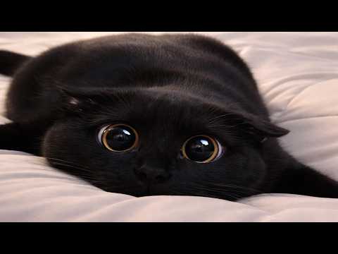 Cats Acting Broken