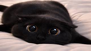 Cats Acting Broken