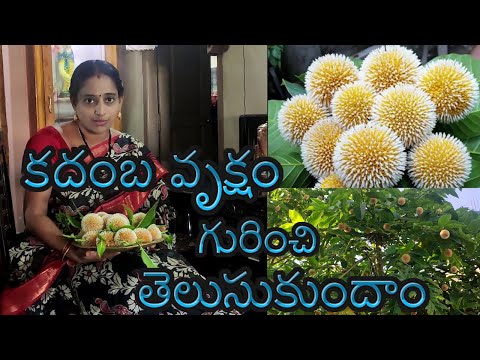 కదంబ వృక్షం గురించి తెలుసుకుందాం  ||  Let's learn about Kadamba tree