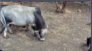 Thumbnail del capítulo