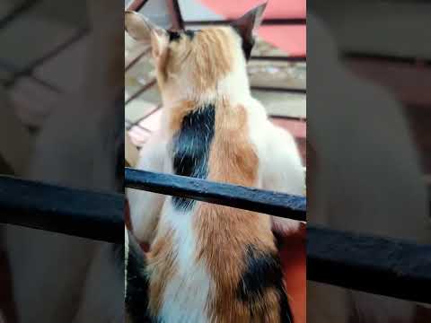 #ridafirdose #cat #catlover #catvideo #chiru